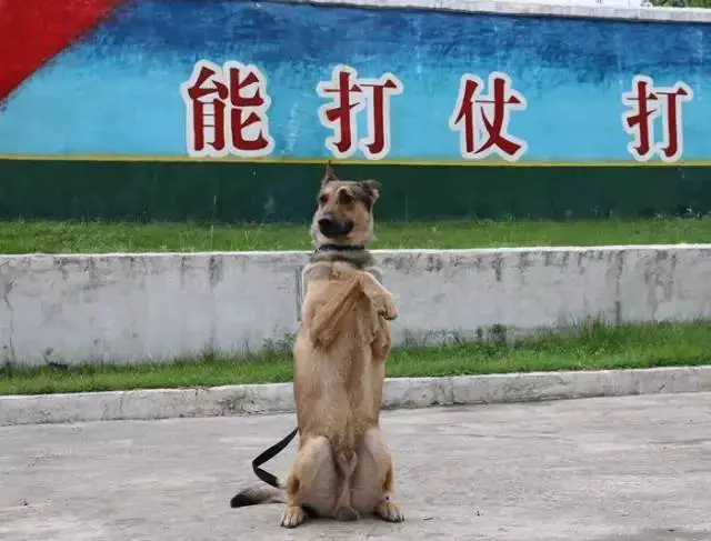 篮球训练海报图片_1